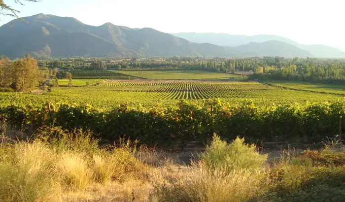 rutas del vino