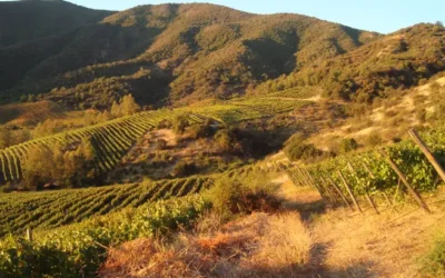 11 Rutas del Vino en Chile que No Puedes Perderte
