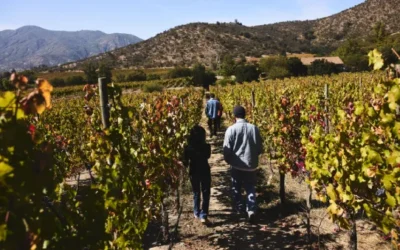 Experiencia Viñedos Clos de Luz