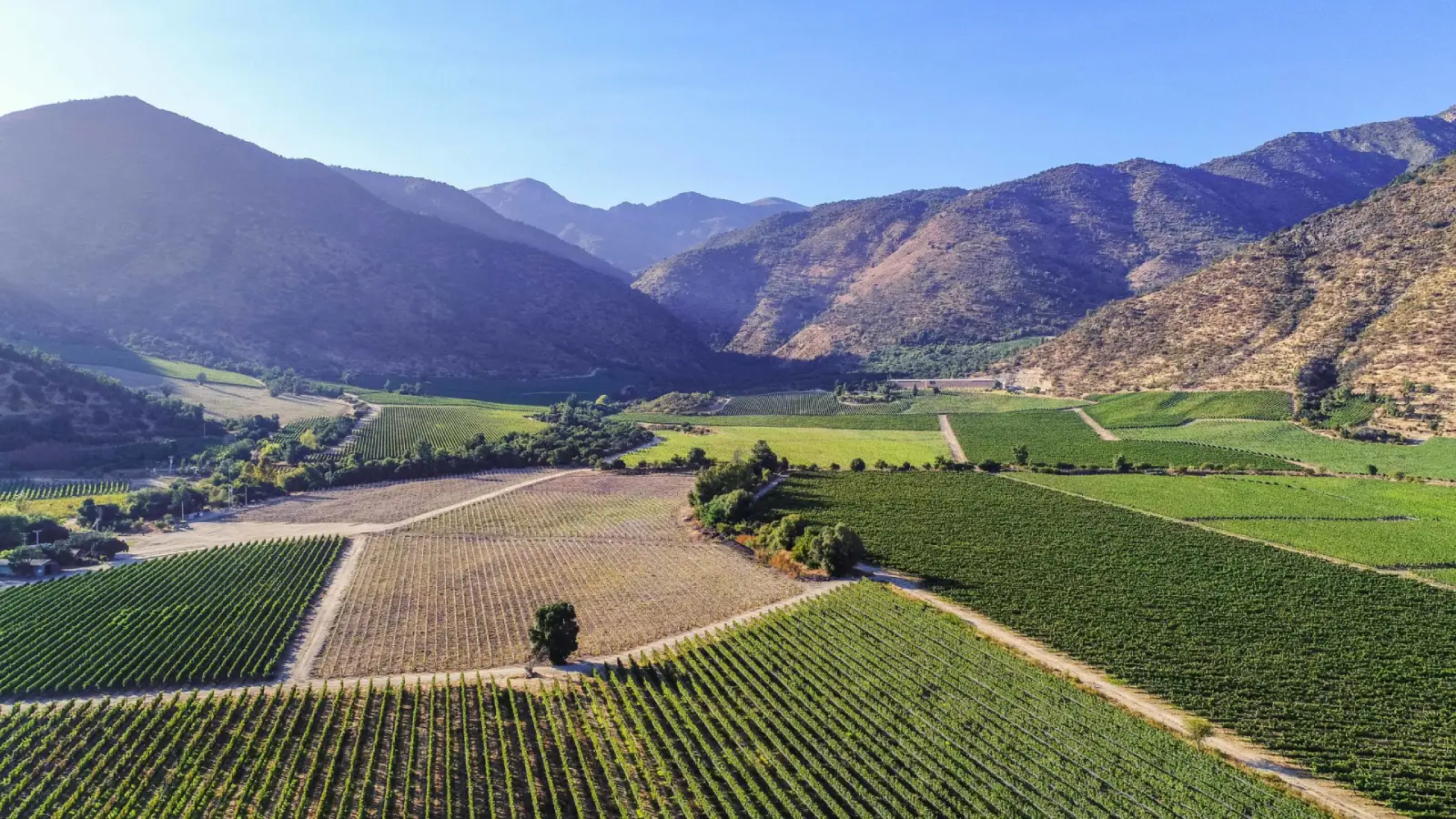 VIÑA SAN PEDRO CACHAPOAL