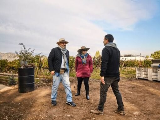 Tour Carménère: Historia, Terruño y Vino en Viña Casa Acosta
