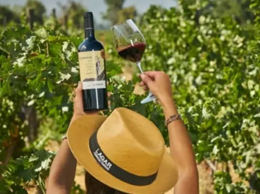 Tour Codegua: descubre los sabores del Valle de Cachapoal