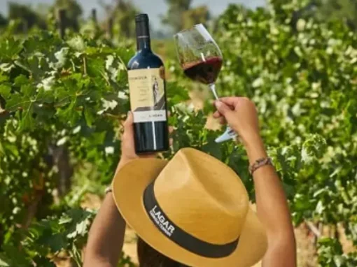 Tour Codegua: descubre los sabores del Valle de Cachapoal Tour Codegua: descubre los sabores del Valle de Cachapoal